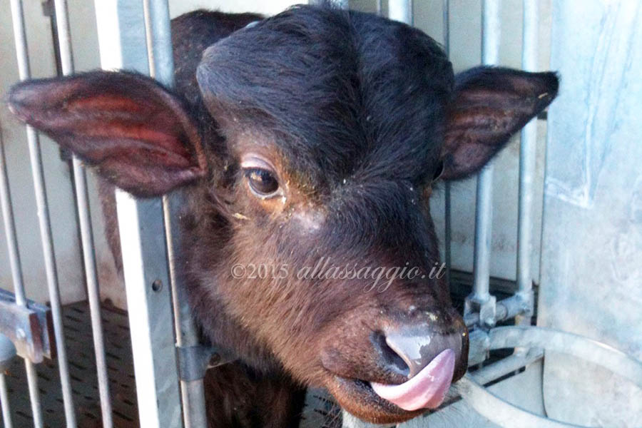 Baby bufala